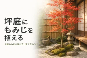 紅葉したイロハモミジを主役にした坪庭を描いた、坪庭もみじの記事のアイキャッチ