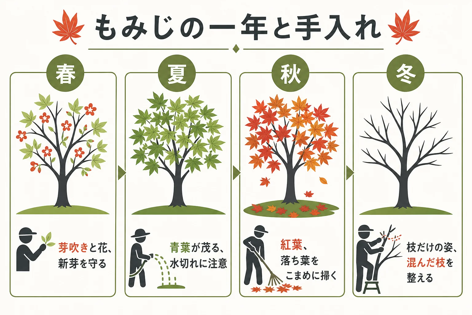 もみじの一年と手入れのカレンダーを季節ごとにまとめた図解