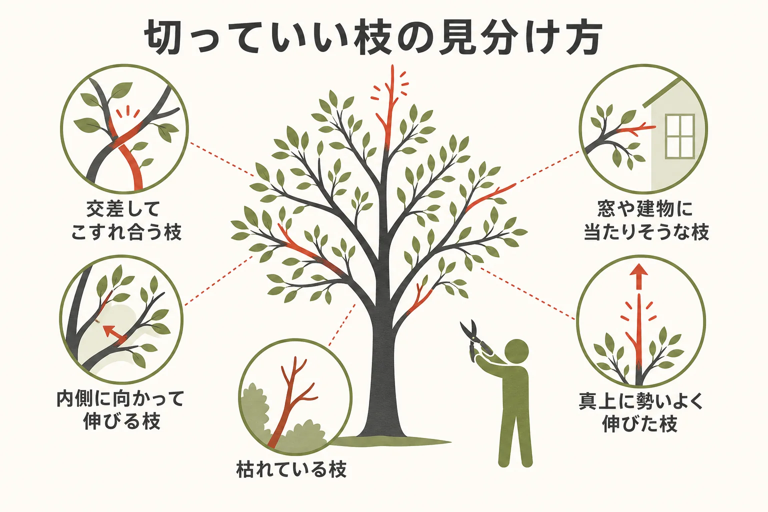 もみじの剪定で切っていい枝の見分け方を示した図解