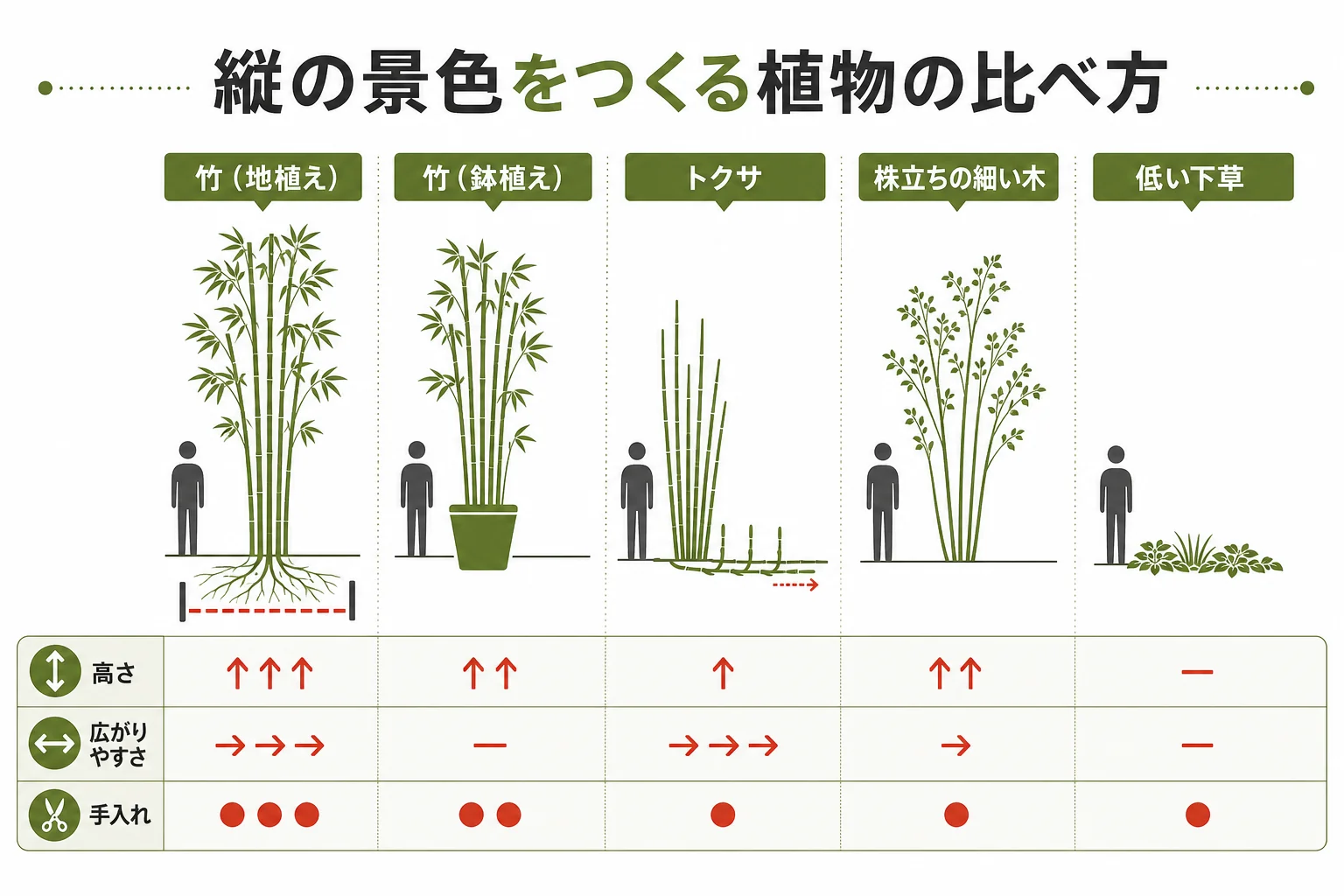 竹・トクサ・株立ちの細い木などを高さ・広がりやすさ・手入れで比べた図解